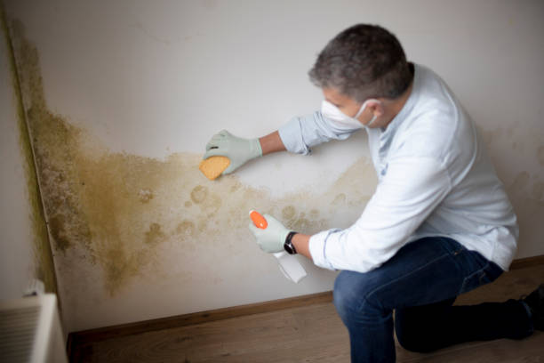 Best Environmental Consulting for Mold Prevention  in Milford, IN